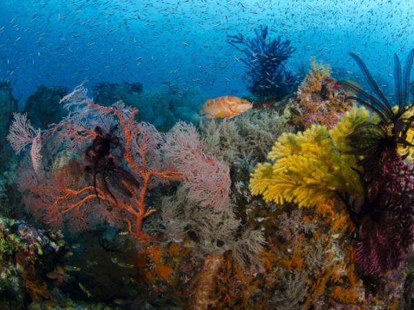 Raja Ampat diving holiday, plus Java tour, Indonesia