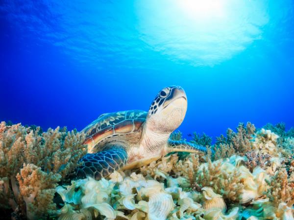 Raja Ampat diving holiday, plus Java tour, Indonesia