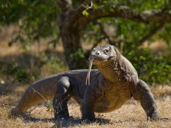 Komodo and Flores adventure holiday in Indonesia