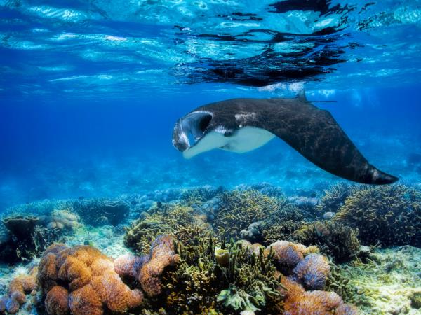 Komodo and Flores adventure holiday in Indonesia
