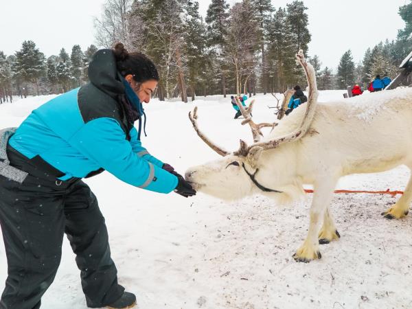Lapland holiday, husky safari & log cottage