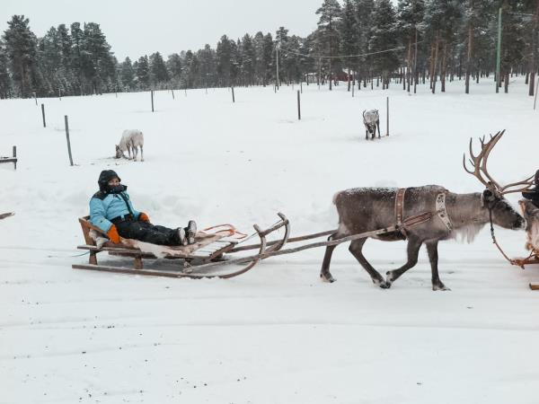 Lapland holiday, husky safari & log cottage
