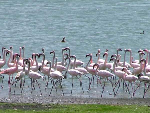 Family Kenya safari & beach holiday, tailormade