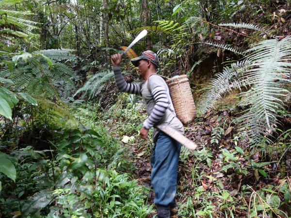 Borneo tailor made tour