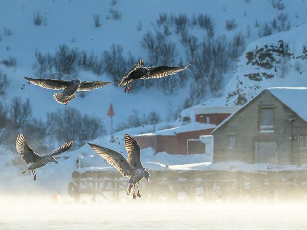 Arctic Norway photography holiday