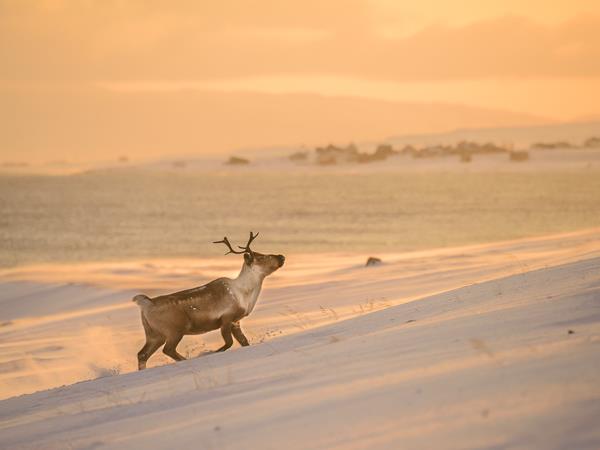 Arctic Norway photography holiday