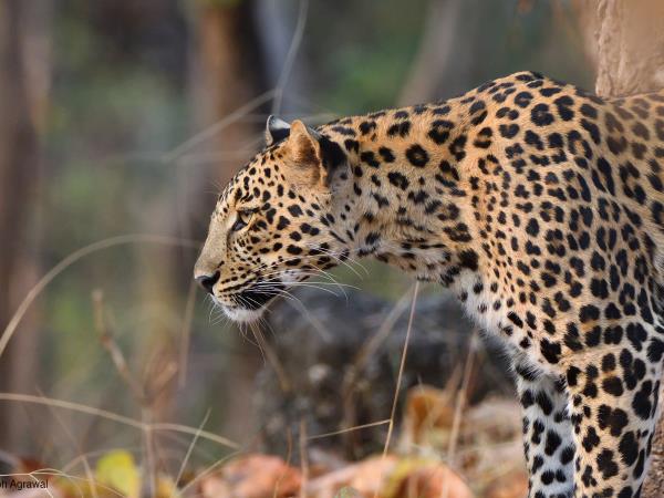 Tiger & wildlife tour in Central India