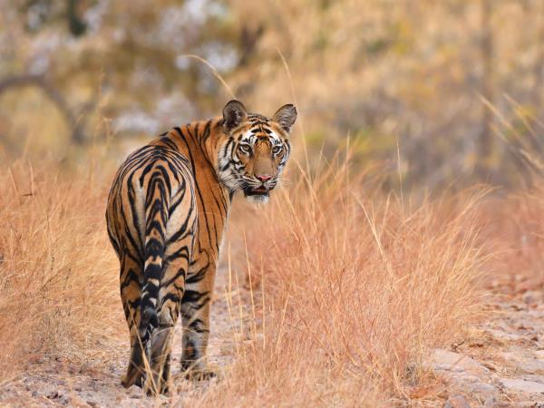 Tiger & wildlife tour in Central India