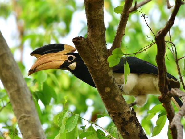 Tiger & wildlife tour in Central India