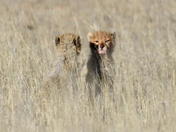 Kalahari safari in South Africa