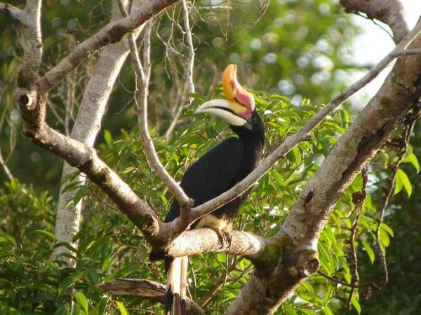 Borneo wilderness adventure holiday