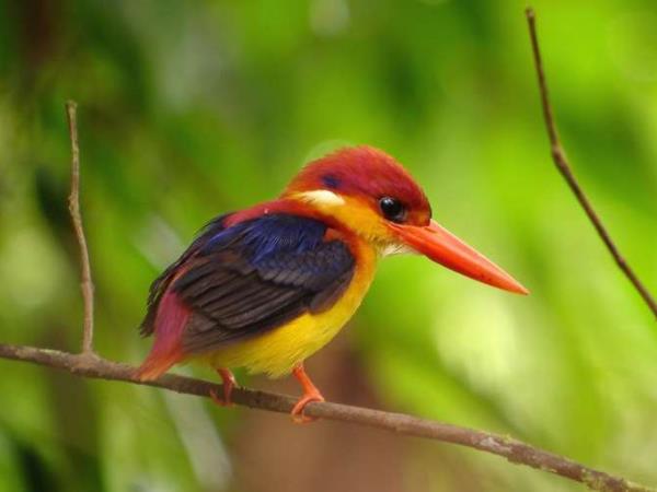 Borneo wilderness adventure holiday