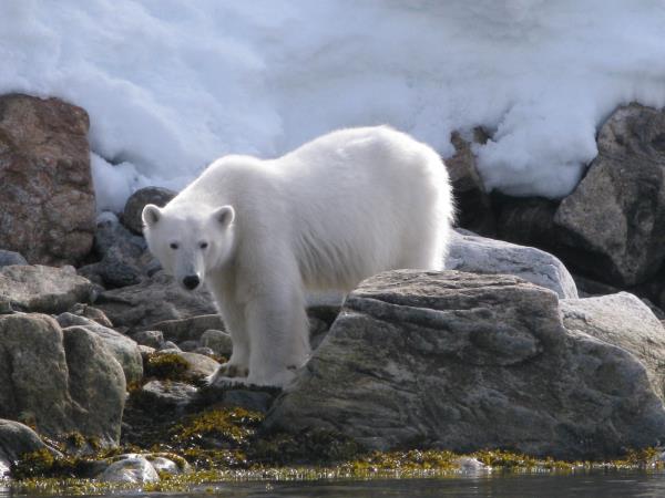 Spitsbergen to Franz Josefland cruise