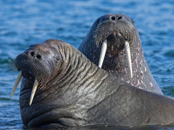 Spitsbergen to Franz Josefland cruise