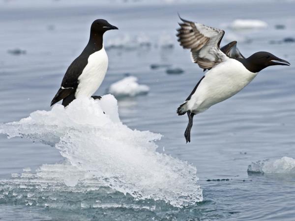 Spitsbergen to Franz Josefland cruise