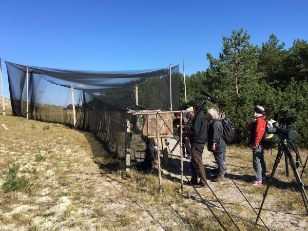 Baltic Flyway bird watching holiday in Lithuania