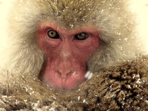 Winter wildlife photography tour in Japan