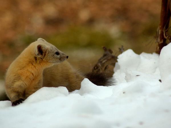 Winter wildlife photography tour in Japan