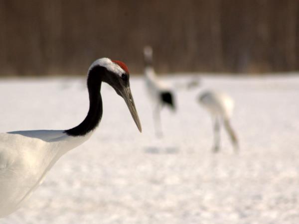 Winter wildlife photography tour in Japan