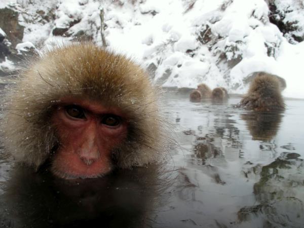 Winter wildlife photography tour in Japan