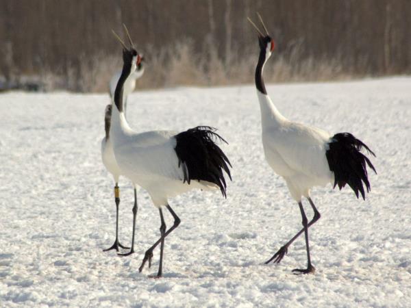 Winter wildlife photography tour in Japan