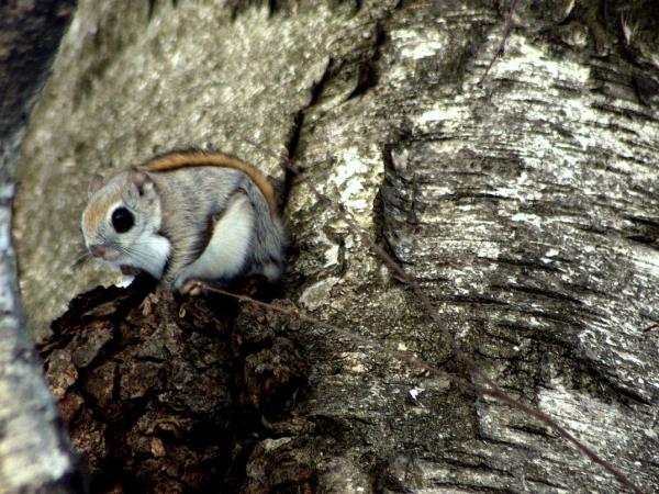 Winter wildlife photography tour in Japan