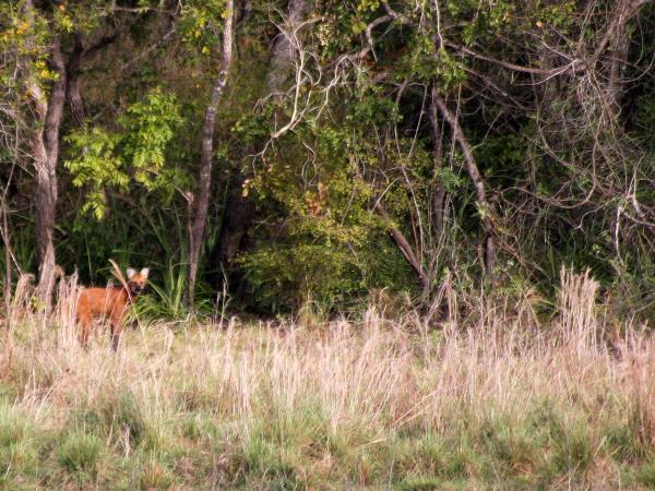 Maned wolf watching holiday in Brazil