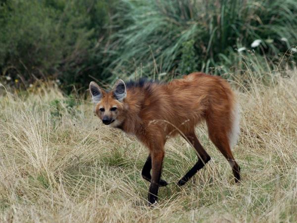 Maned wolf watching holiday in Brazil