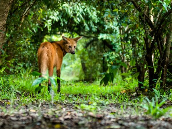 Maned wolf watching holiday in Brazil