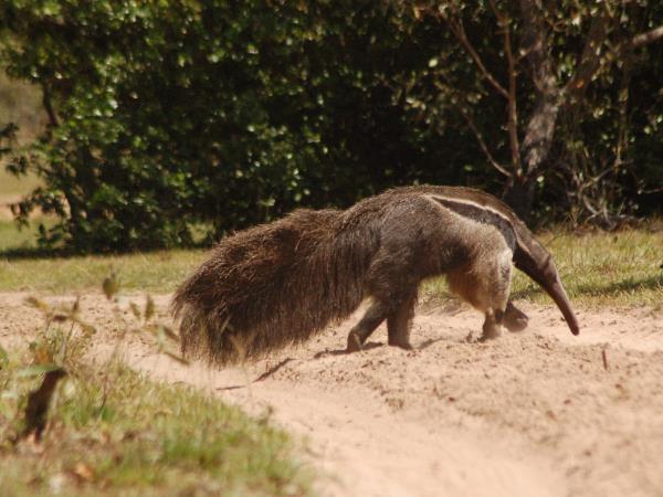 Maned wolf watching holiday in Brazil