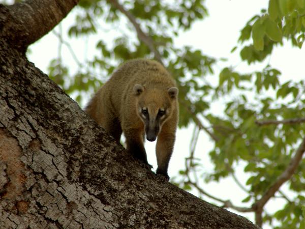 Maned wolf watching holiday in Brazil