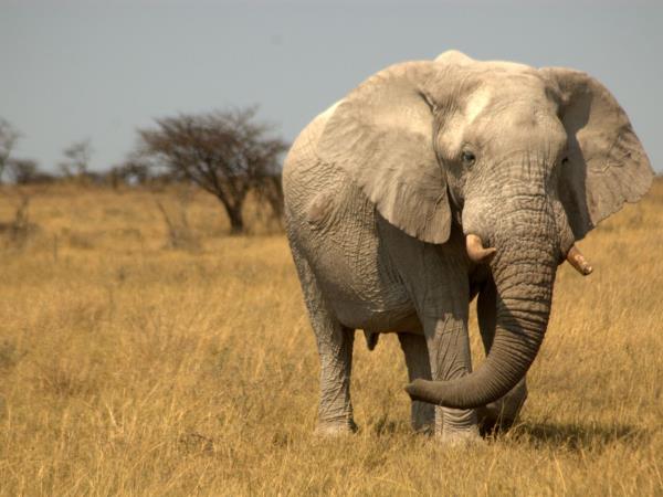 Namibian wildlife safari, tailor made