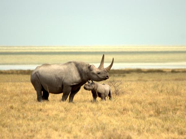 Namibian wildlife safari, tailor made