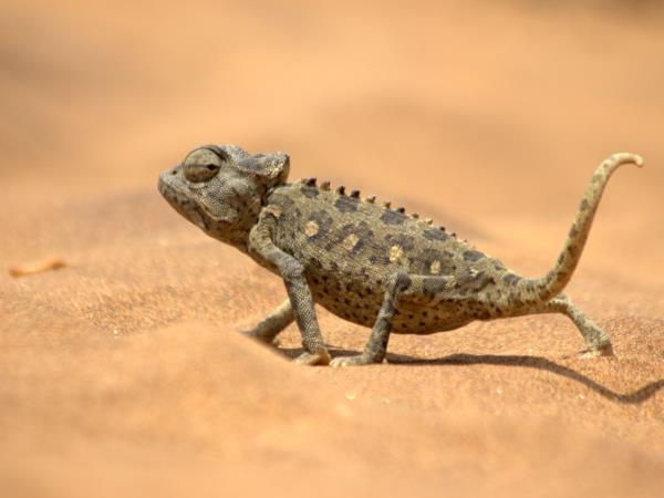 Namibian wildlife safari, tailor made