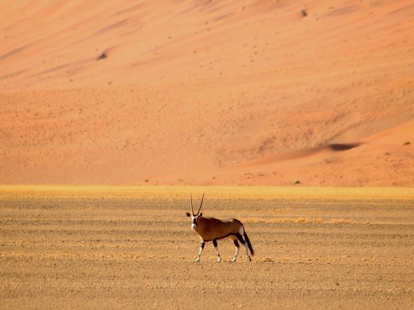 Namibian wildlife safari, tailor made