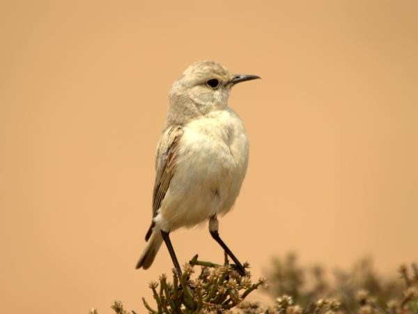 Namibian wildlife safari, tailor made