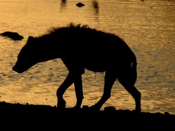 Namibian wildlife safari, tailor made