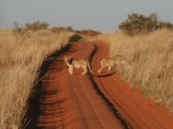Kalahari safari in South Africa