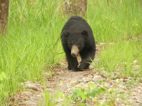 Satpura tiger and sloth bear watching holiday, India
