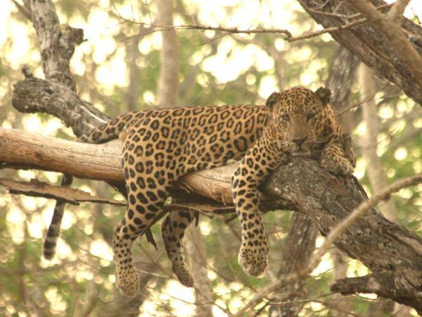 Satpura tiger and sloth bear watching holiday, India