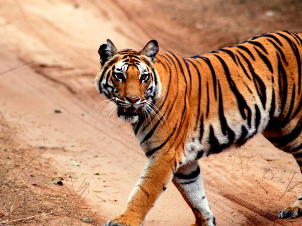 Satpura tiger and sloth bear watching holiday, India