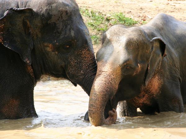 Thailand beach & rainforest holiday