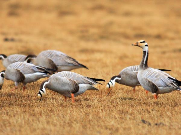 Mongolia eagle hunting festival holiday