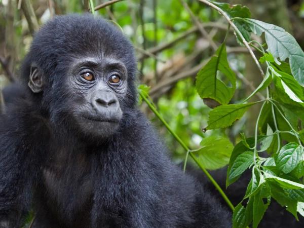 Mountain Gorilla photography holiday in Uganda