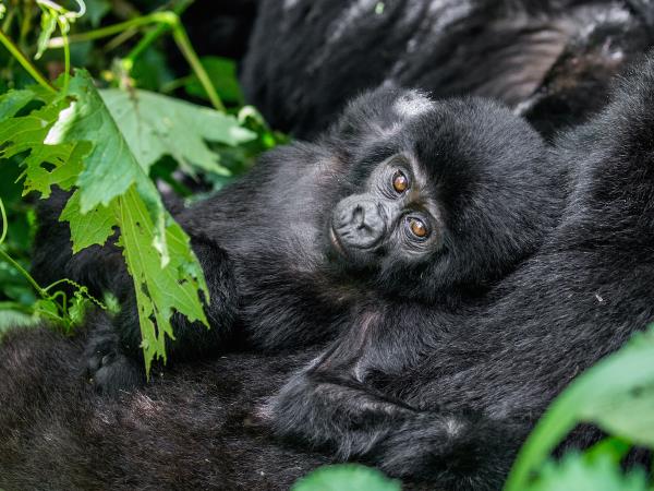 Mountain Gorilla photography holiday in Uganda
