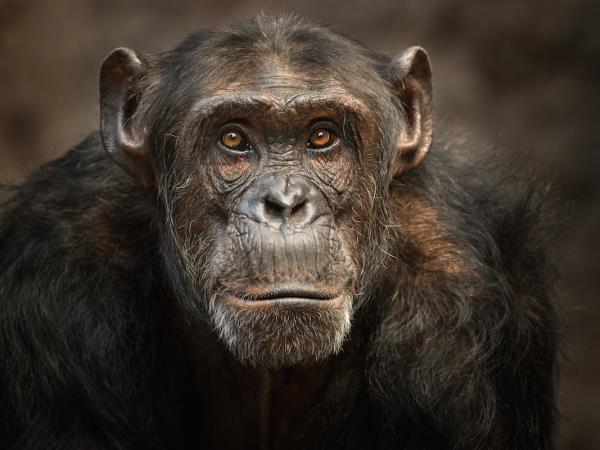Mountain Gorilla photography holiday in Uganda