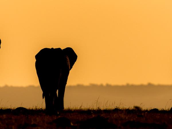 Mountain Gorilla photography holiday in Uganda
