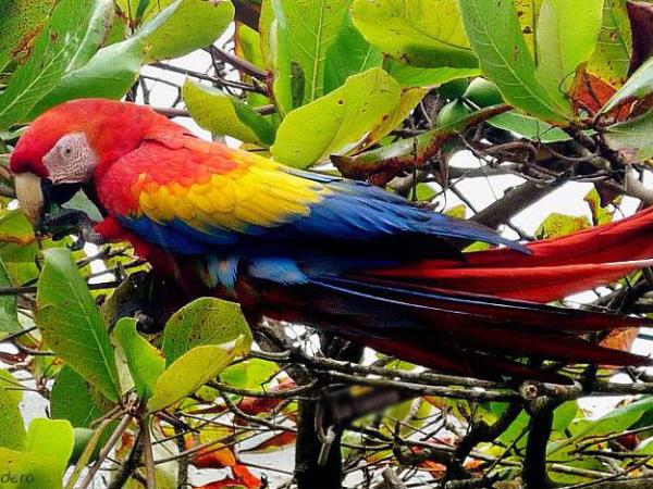 Tailor made Costa Rica wildlife holiday