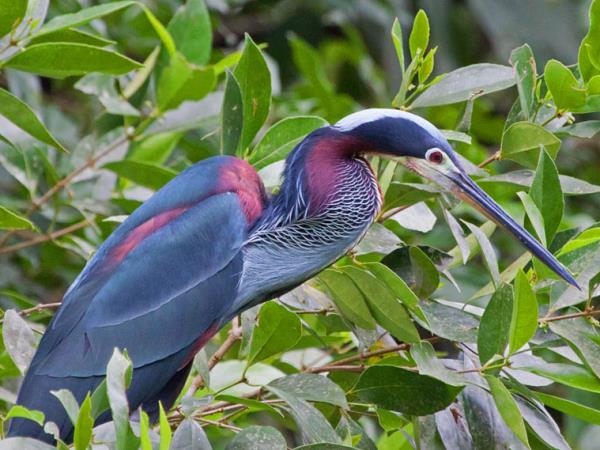 Tailor made Costa Rica wildlife holiday