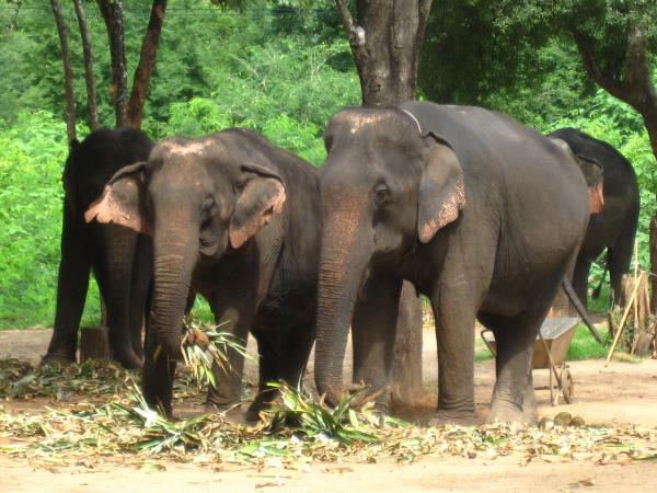 Thailand family adventure holiday